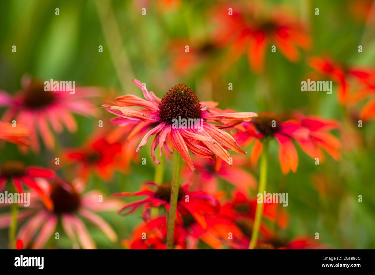 echinacea - Blütenstände im Garten Stockfoto