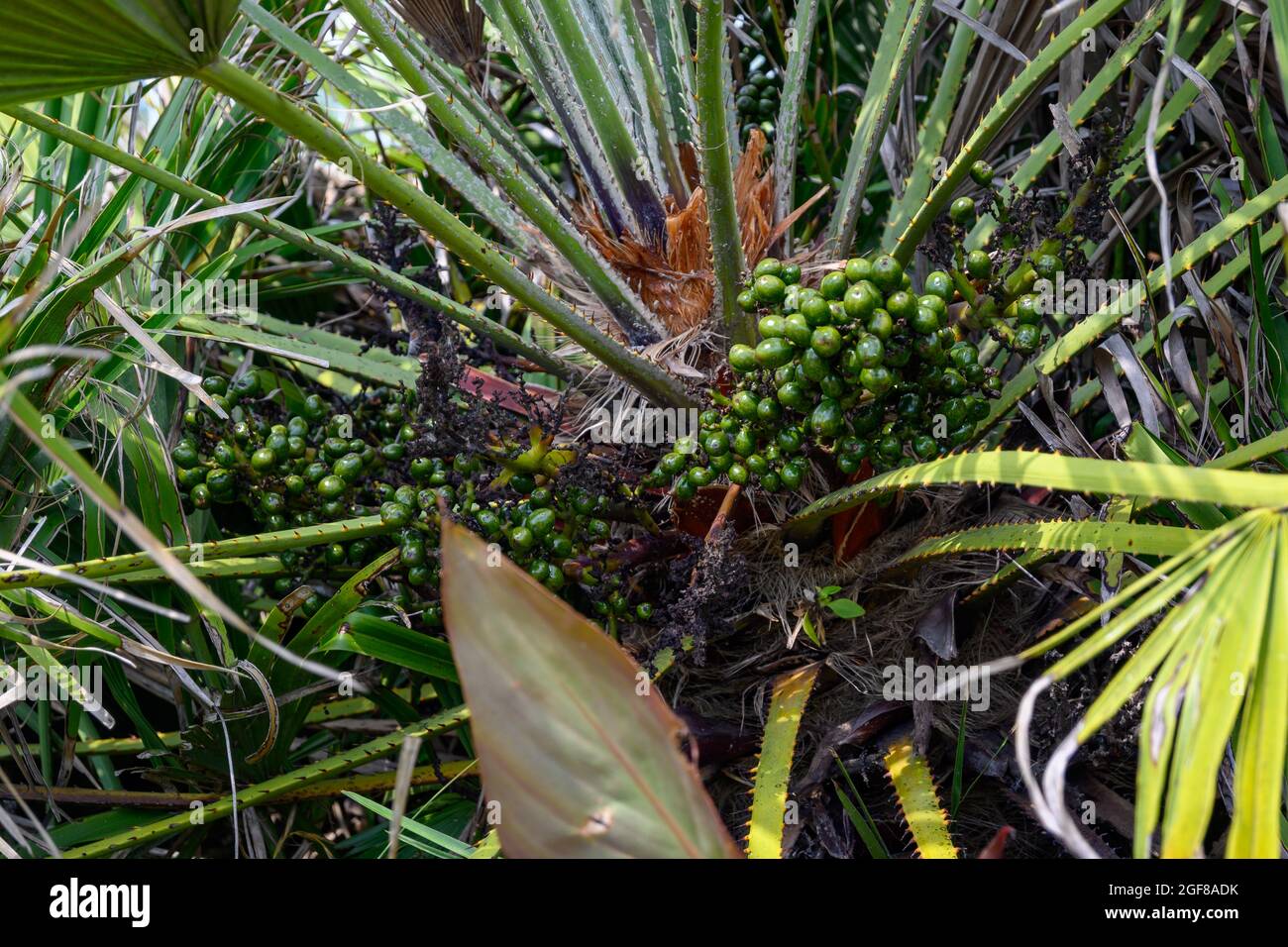 Am Zetter des Baumes wachsen Trauben von europäischen Fächerpalmenfrüchten. Stockfoto