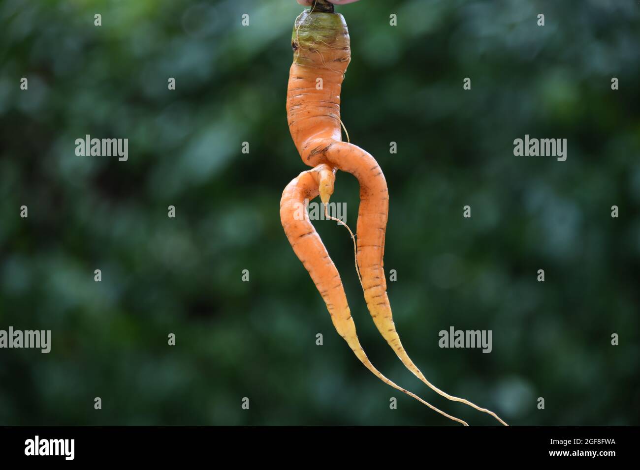 Sonderform einer Karotte - daucus carota specialis Stockfoto