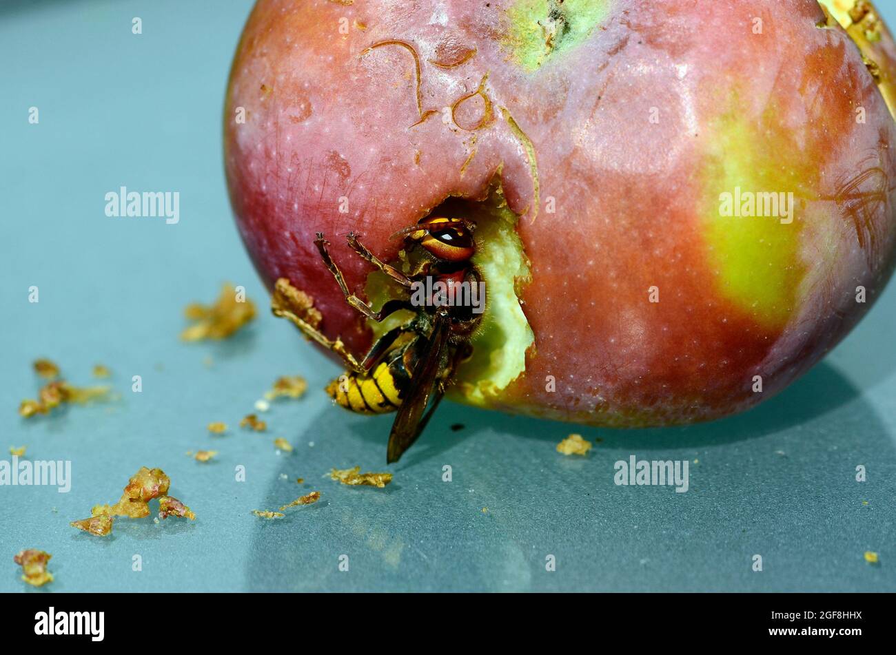 Österreich, Europäische Hornet essen einen Apfel Stockfoto