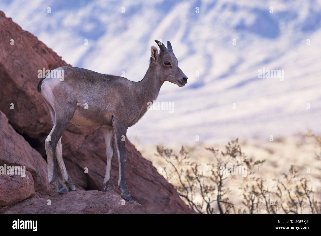 Juvenile Desert Bighorn Schafe stehen auf roten Felsen im Valley of Fire State Park in der öden Umgebung der Mojave Wüste von Nevada Stockfoto