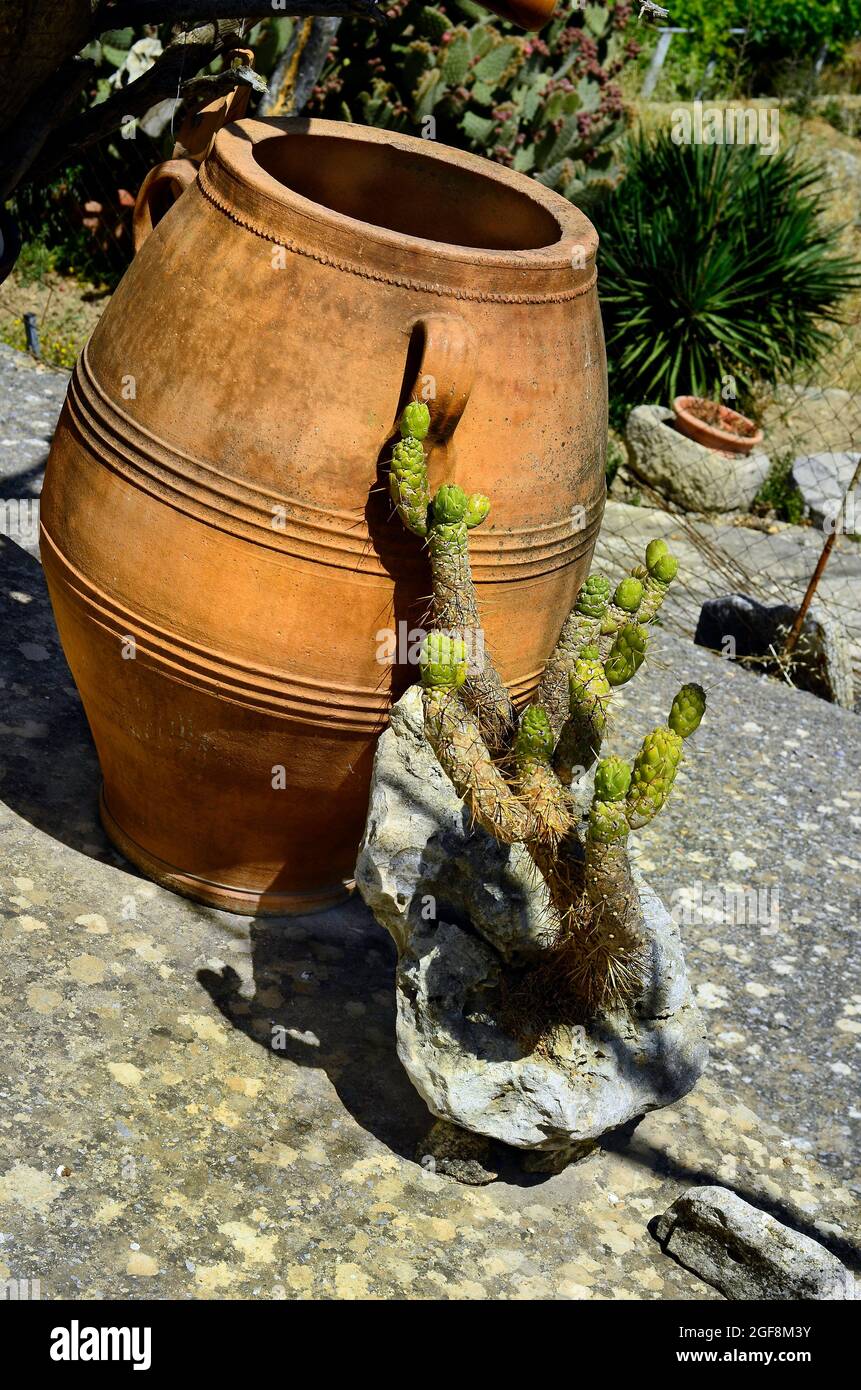 Griechenland, stacheliger Kaktus und Krock Stockfoto