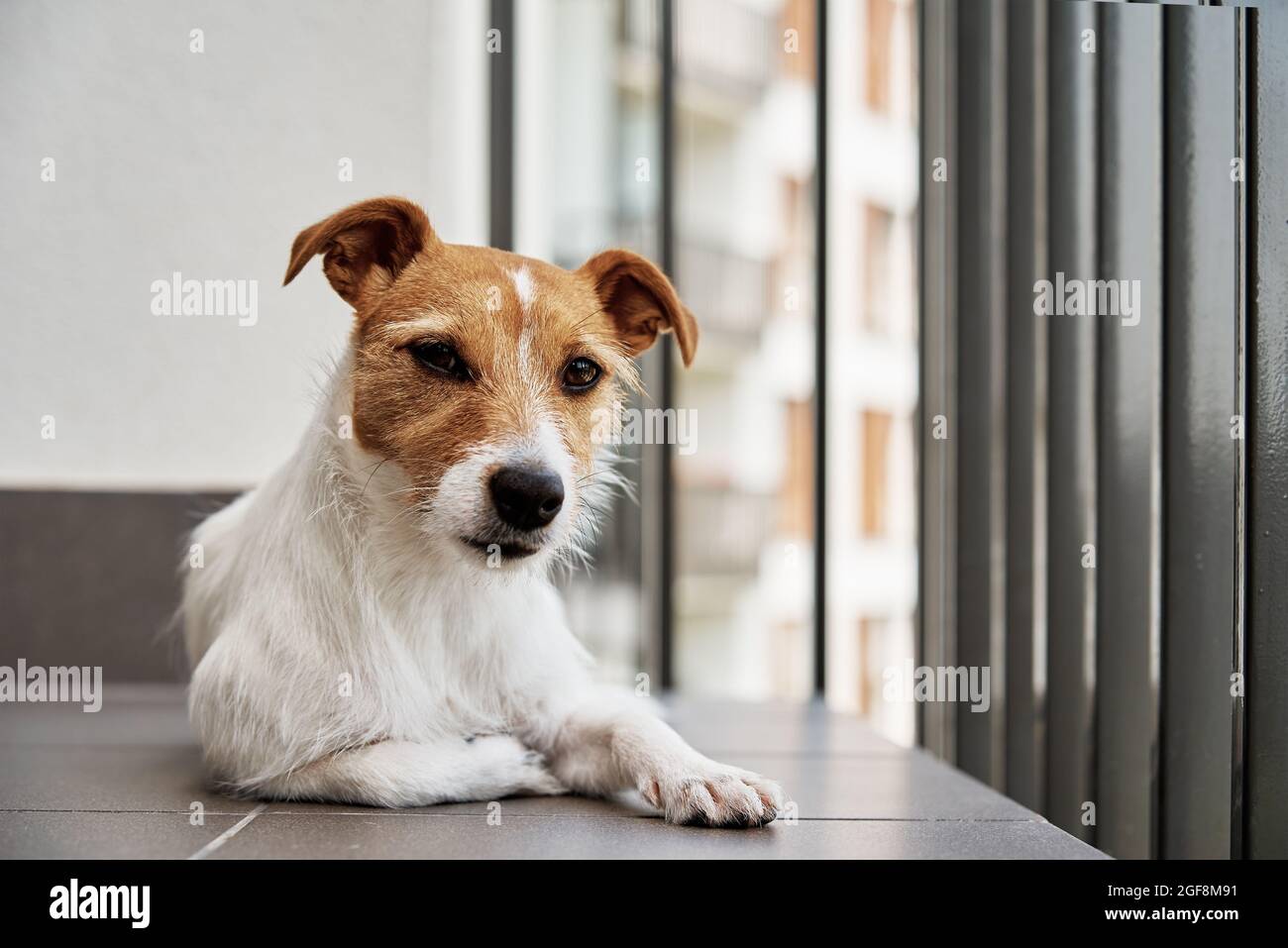 Hundeportrait. Trauriger Hund liegt auf dem Boden und schaut auf die Kamera Stockfoto