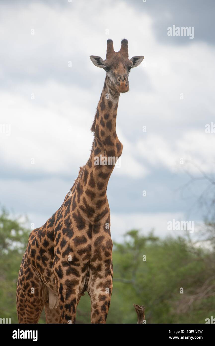 Eine Giraffe mit einem oder zwei stark verdrehten Wirbeln, aber er steht stark und gesund! Dies sind wahrscheinlich die Auswirkungen der Skoliose. Stockfoto