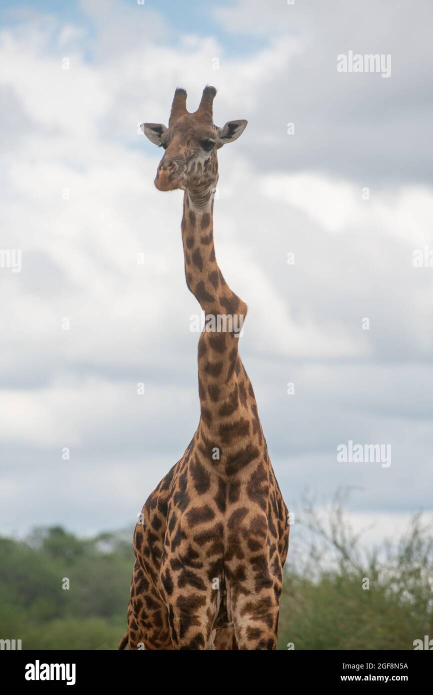 Eine Giraffe mit einem oder zwei stark verdrehten Wirbeln, aber er steht stark und gesund! Dies sind wahrscheinlich die Auswirkungen der Skoliose. Stockfoto