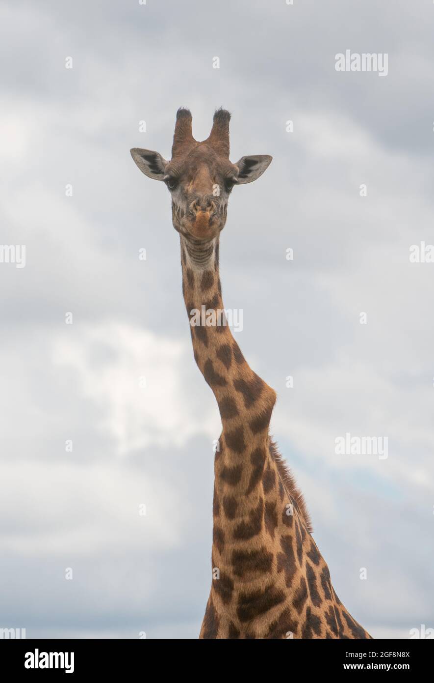 Eine Giraffe mit einem oder zwei stark verdrehten Wirbeln, aber er steht stark und gesund! Dies sind wahrscheinlich die Auswirkungen der Skoliose. Stockfoto