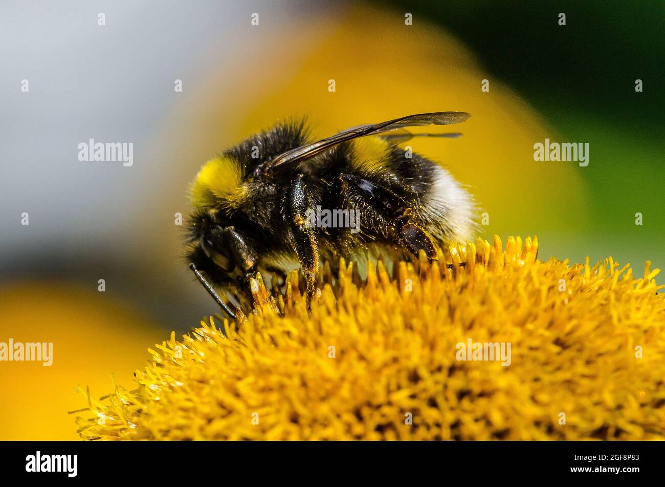 Eine Hummel (oder Hummel, Hummel oder Hummel) ist eine von über 250 Arten der Gattung Bombus, die zu den Apidae gehört, einer der Bienenfamilien. Stockfoto