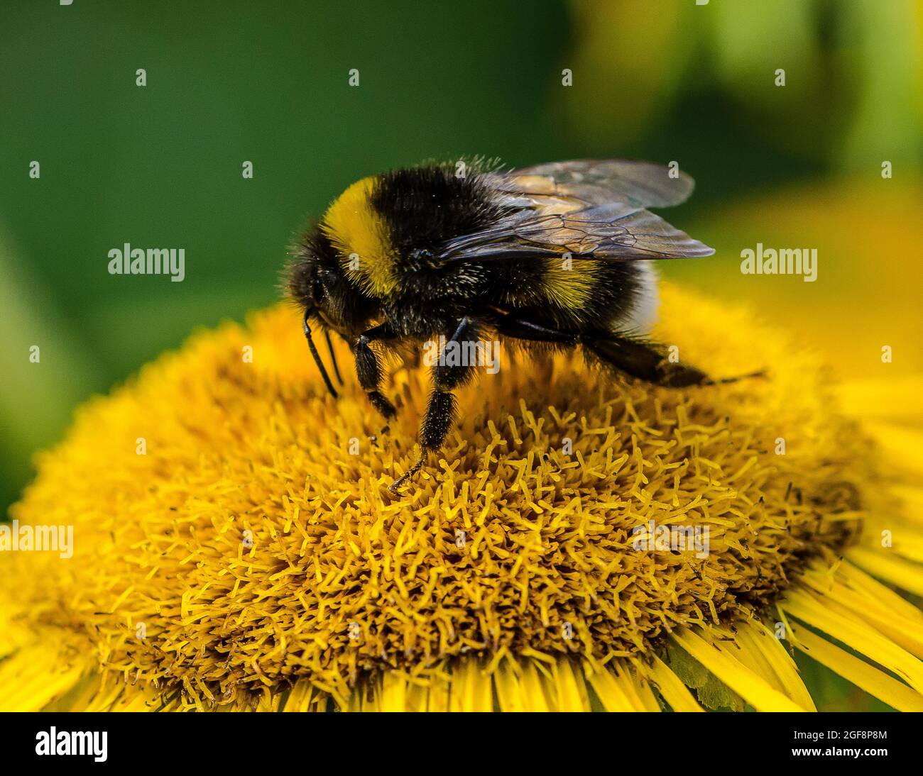 Eine Hummel (oder Hummel, Hummel oder Hummel) ist eine von über 250 Arten der Gattung Bombus, die zu den Apidae gehört, einer der Bienenfamilien. Stockfoto