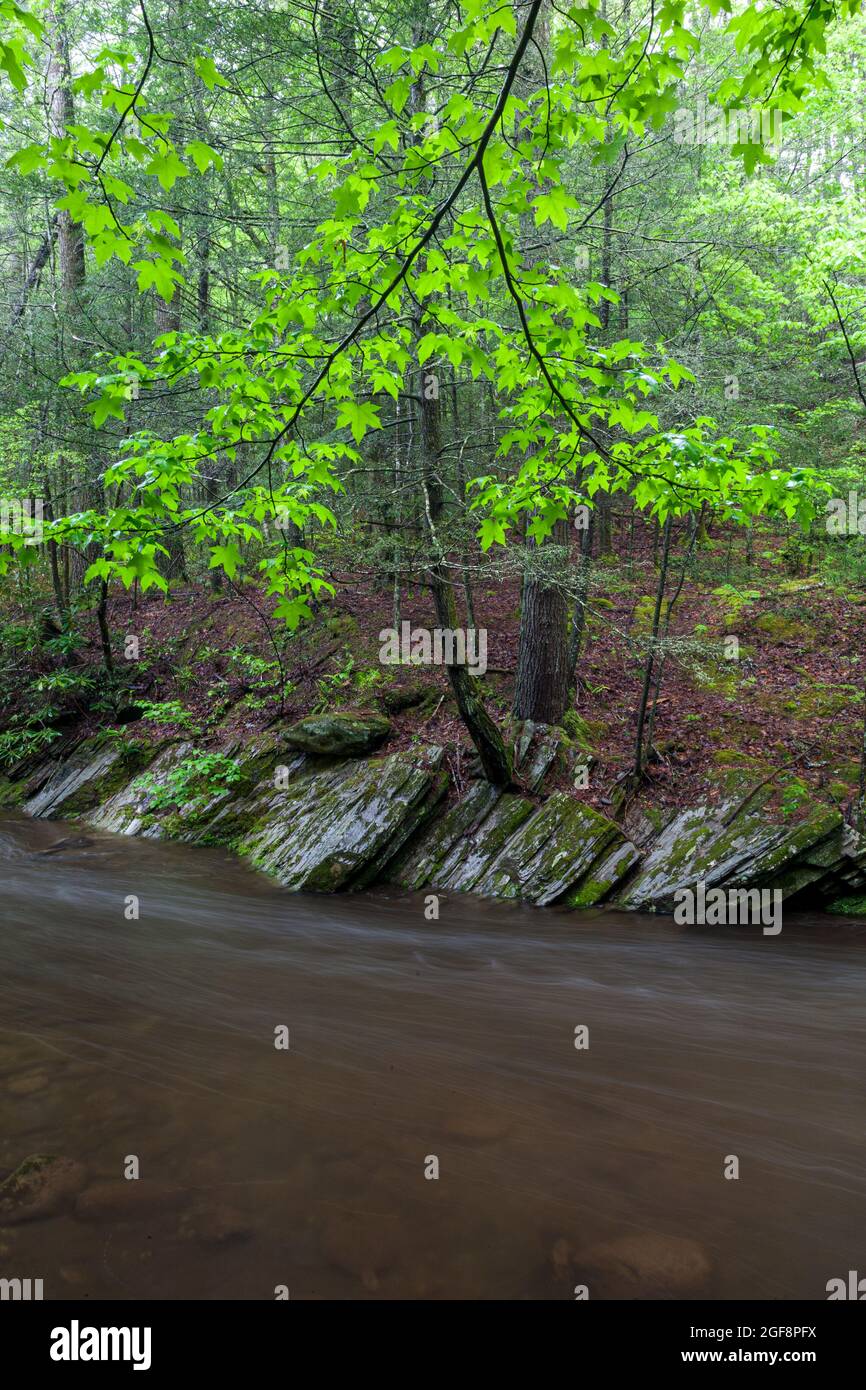 Genießen Sie den Fluss im Great Smoky Mountains National Park in Tennessee Stockfoto