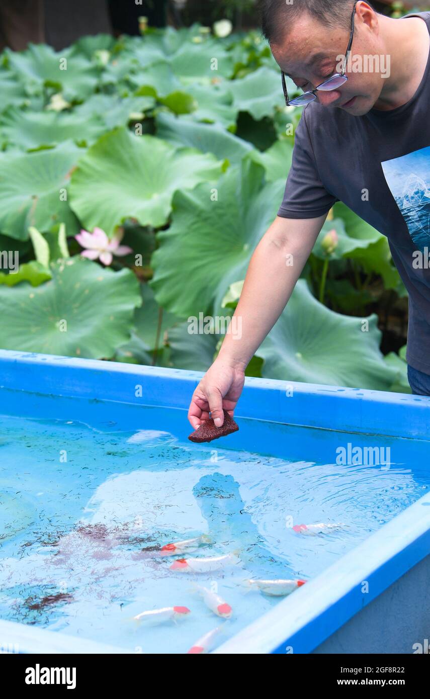 (210824) -- SHAOXING, 24. August 2021 (Xinhua) -- Gao Feng füttert Goldfische in seinem Hof, Stadt Shaoxing, ostchinesische Provinz Zhejiang, 24. August 2021. Gao Feng, ein 43-jähriger Goldfisch-Enthusiast, hat in seinem Hof am Stadtrand von Shaoxing seit fast 20 Jahren Goldfische gezuchtt. Nun kann seine Brutbasis jedes Jahr fast 1,000 hochwertige Goldfische reproduzieren. (Xinhua/Weng Xinyang) Stockfoto
