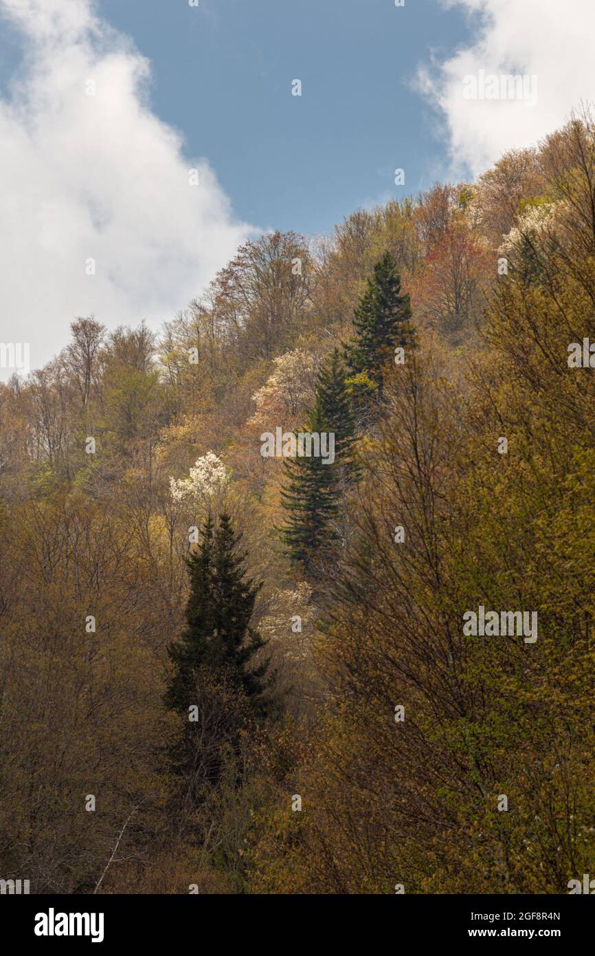 Frühlingslandschaft im Pisgah National Forest im Westen von North Carolina Stockfoto