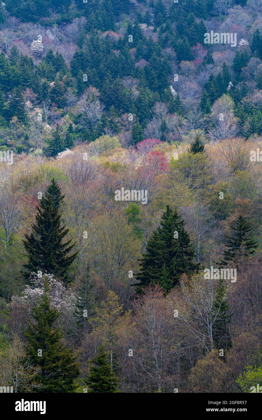 Frühlingslandschaft im Pisgah National Forest im Westen von North Carolina Stockfoto