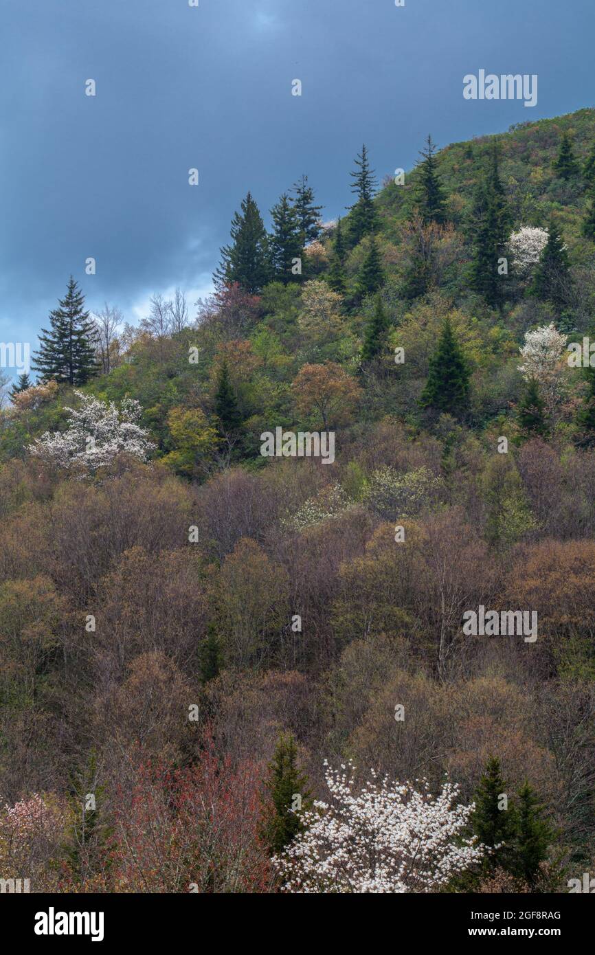 Frühlingslandschaft im Pisgah National Forest im Westen von North Carolina Stockfoto