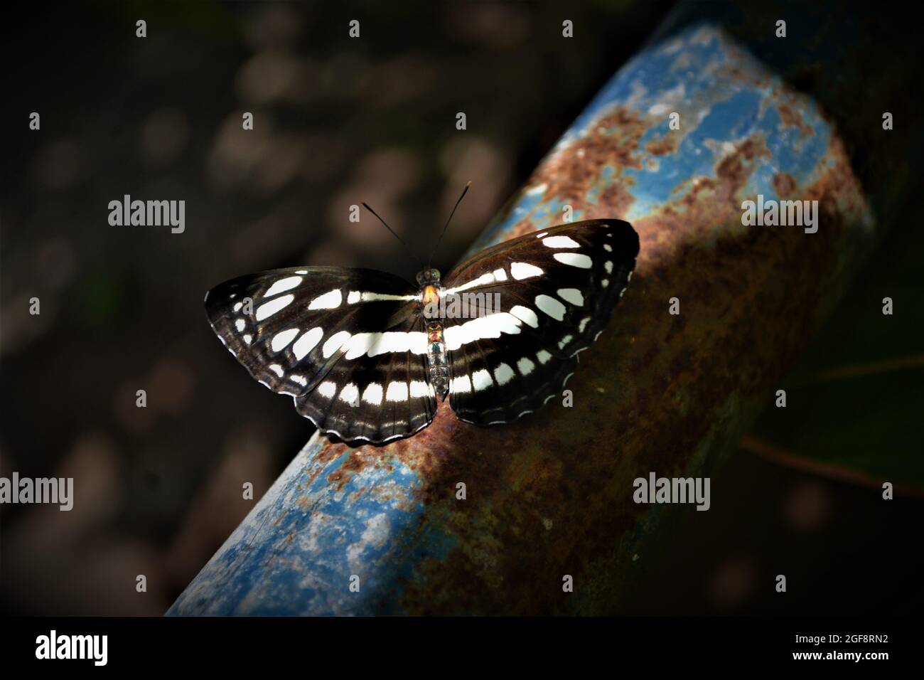 Schmetterlinge 01 Stockfoto
