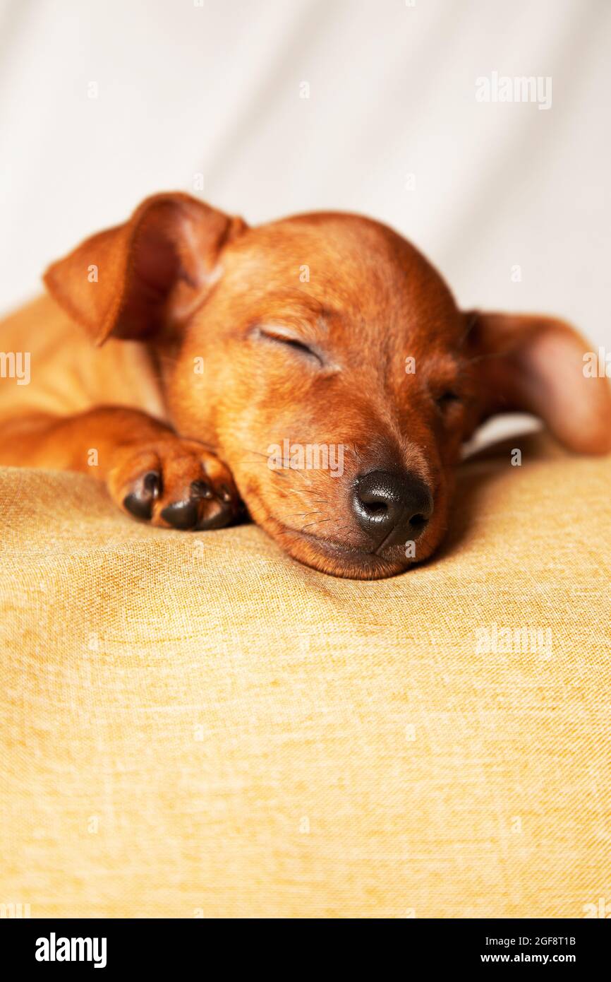 Der kleine Welpe schläft süß. Das Konzept der Pflege von Haustieren. Vertikales Foto. Stockfoto