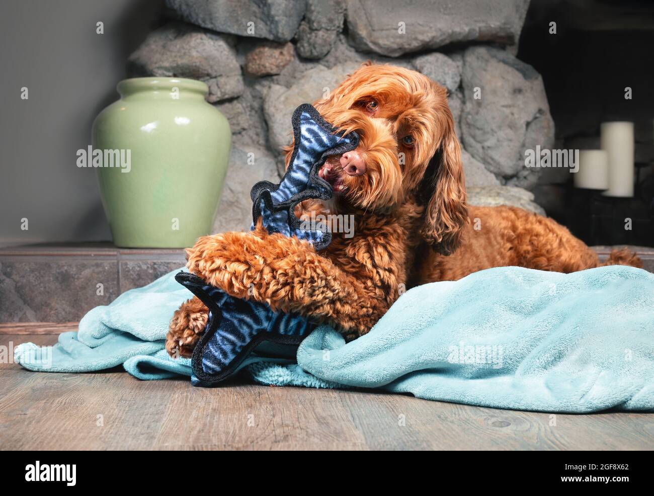 Labradoodle Hund mit großem Plüschtier im Mund und zwischen den Pfoten. Glückliche flauschige mittelgroße Hündin spielt ein Spielzeug, während sie vor einer Tanne liegt Stockfoto