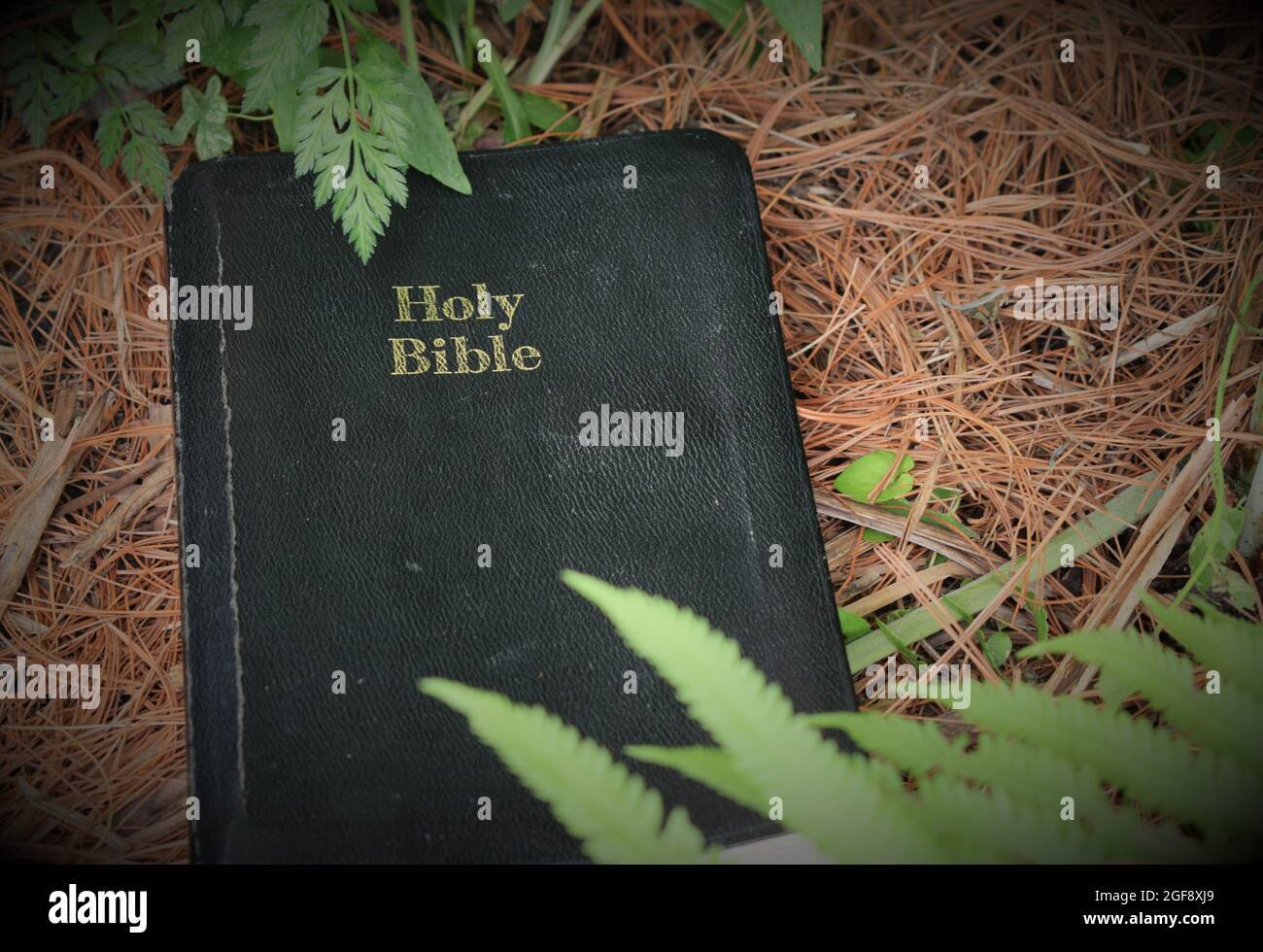Entdecken Sie Gottes Wort in der Natur Stockfoto