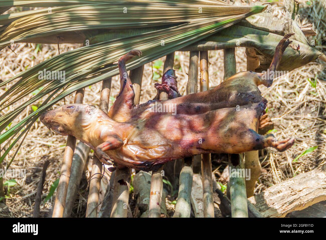 BBQ von einem Busch Fleisch im peruanischen Dschungel Stockfoto