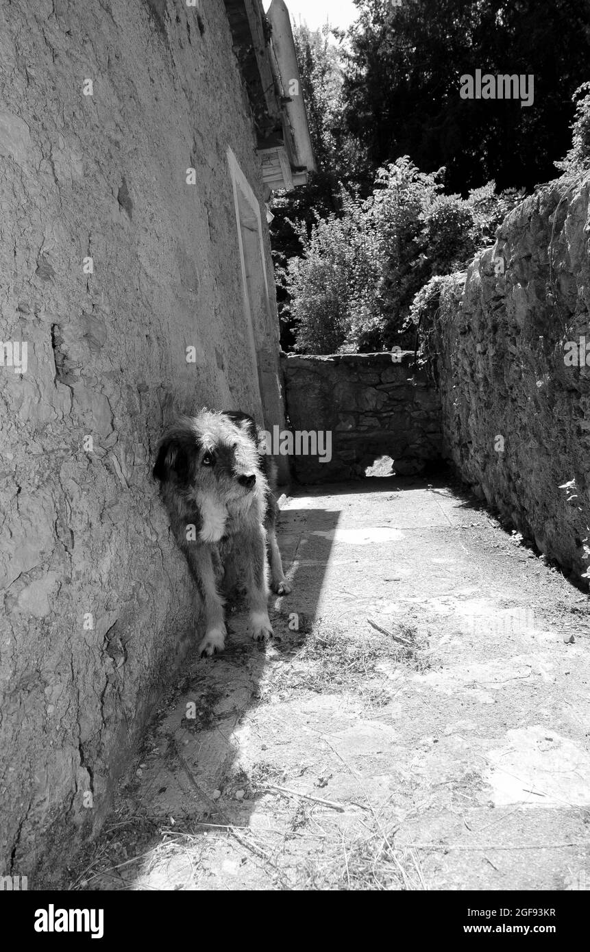 Cane Spinone vicino a casa Stockfoto