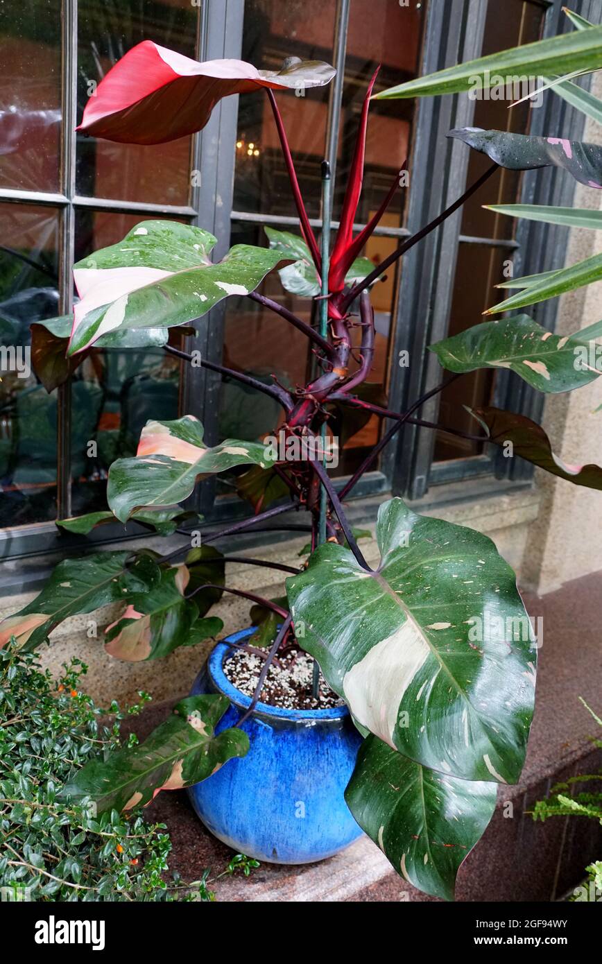 syngonium pink plant Syngonium Pink Splash main image 0