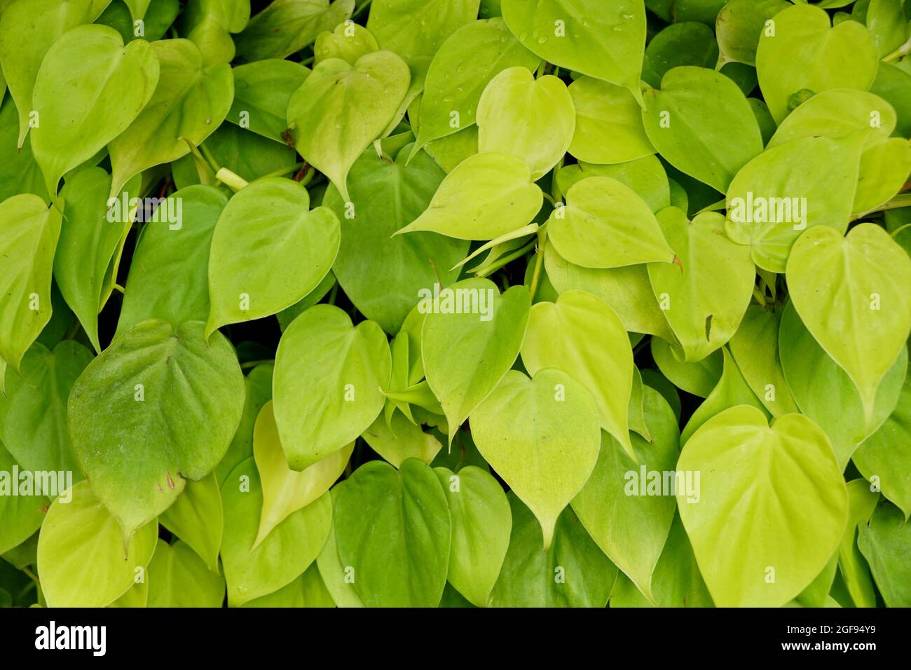philodendron pterotum Philodendron Pedatum