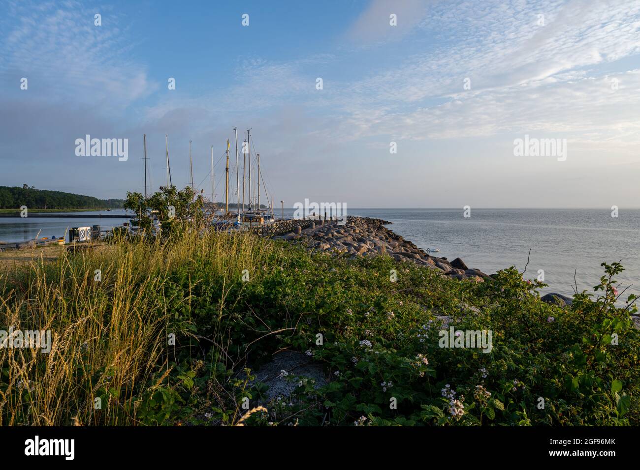 Eine rote Rose im Sonnenuntergang mit der Ostsee im Hintergrund. Bild von der schwedischen Insel Oland Stockfoto