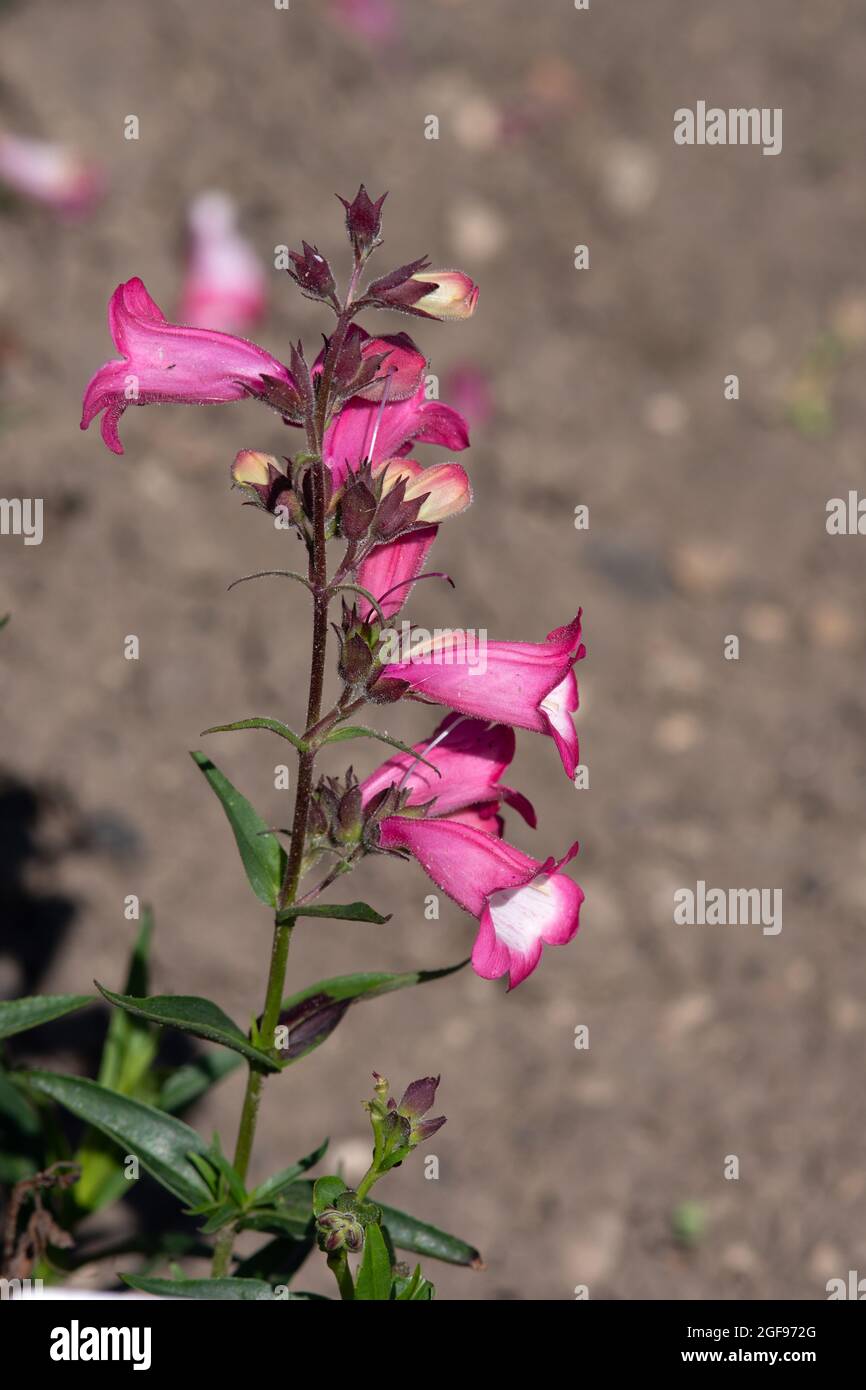 Penstemon „Harlequin Pink“ Stockfoto