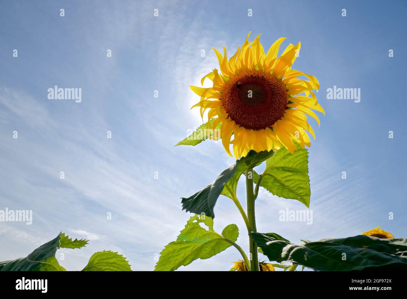 Nahaufnahme einer einzelnen Sonnenblume mit blauem Himmel Hintergrund Stockfoto