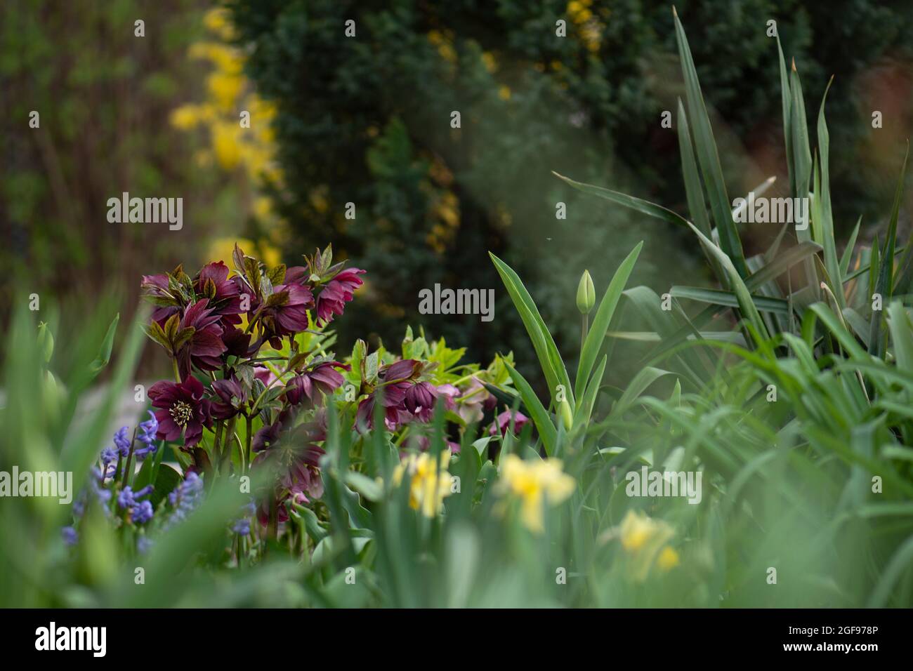 Helleborus blüht im Frühling im Garten. Weihnachtsrose ist eine der frühesten Blütenblüten. Hellebores blühende Pflanze. Stockfoto