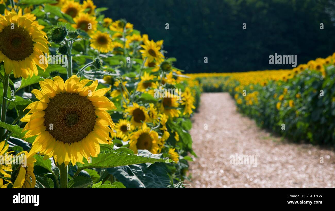 Nahaufnahme einer Sonnenblume in der Sonnenblumenreihe in der Sonnenblumenfarm Stockfoto