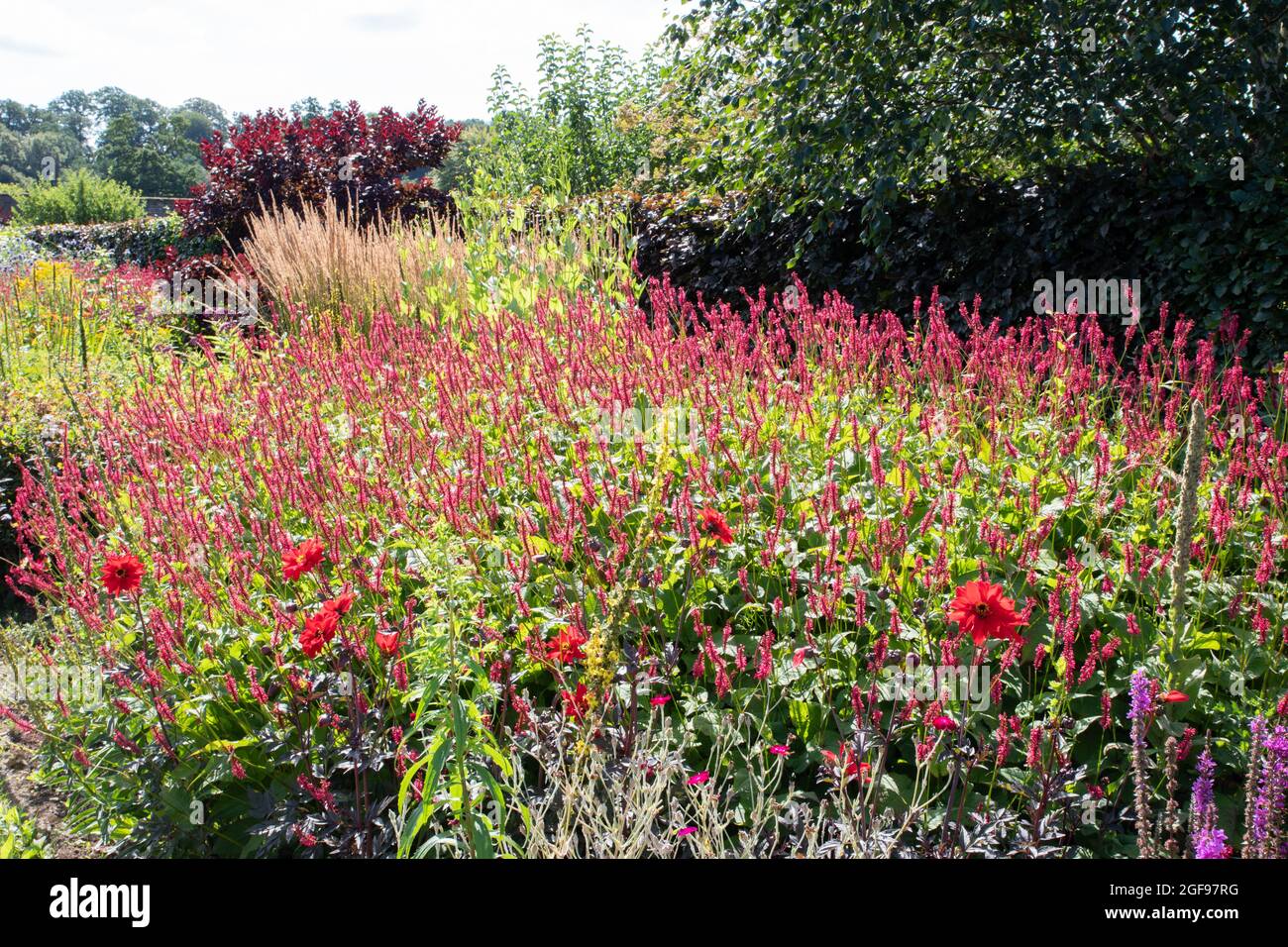 The Hot Border at Helmsley Walled Garden Stockfoto
