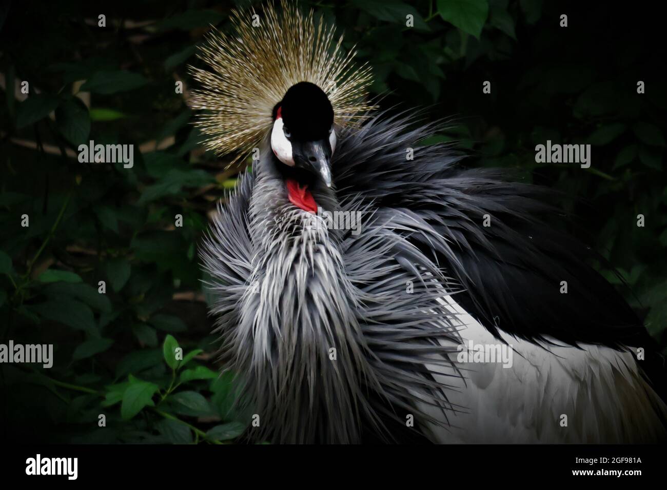 Nahaufnahme eines schwarz gekrönten Krans im Freien bei Dunkelheit Stockfoto