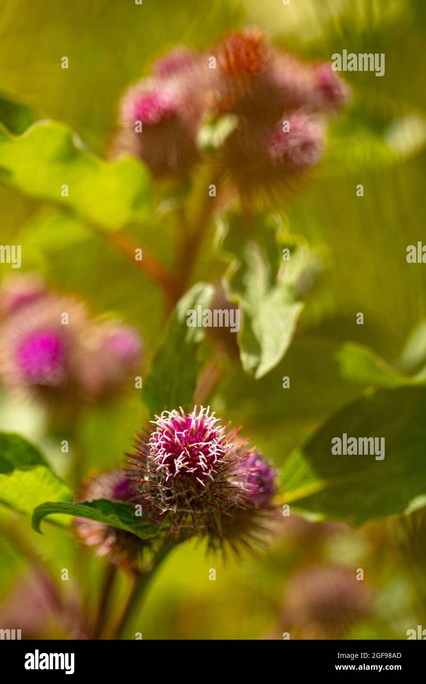 Klette (Arctiu-Pflanze und Blumen in der Nähe sonnen sich in der hellen Sommersonne Stockfoto