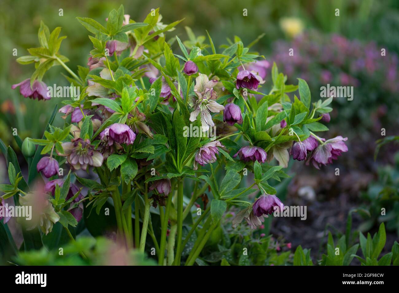 Christrose oder Hellborus blüht im Frühlingsgarten.Hellebore Queens Double Dark Red blüht. Stockfoto