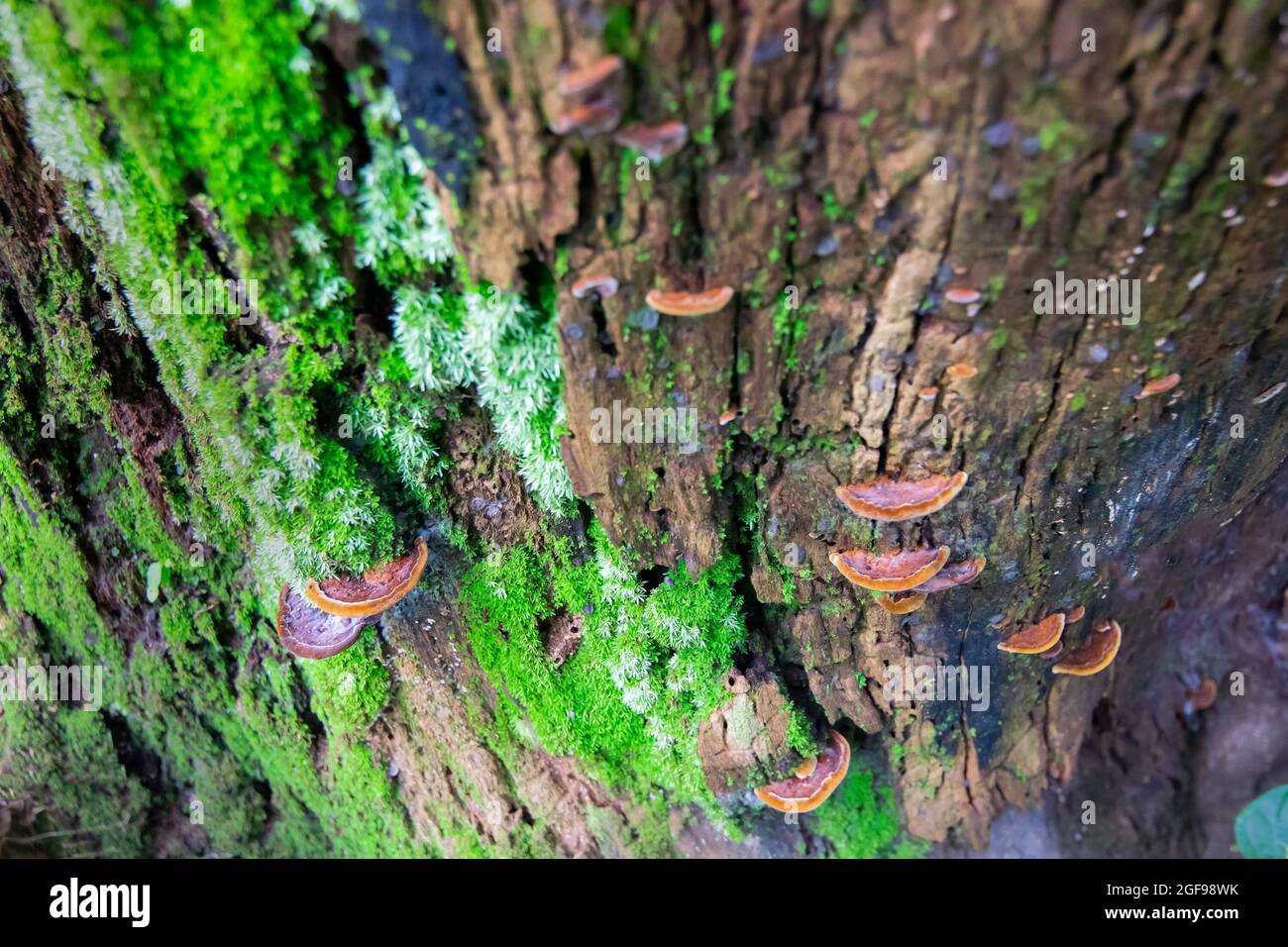 Nahaufnahme eines Pilzes auf braunem Baumstamm, abstrakte Naturaufnahme von oben - aufgenommen in Howrah, Westbengalen, Indien Stockfoto