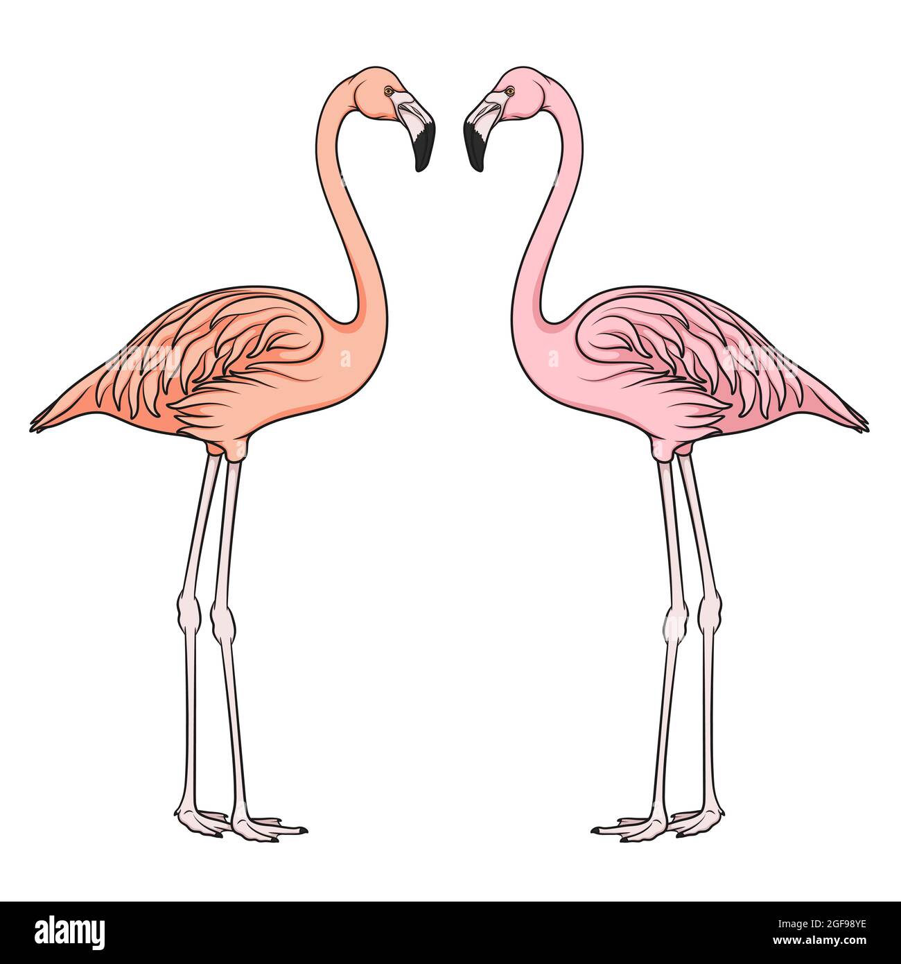 Farbvektorbild von Flamingo. Isoliertes Objekt auf weißem Hintergrund. Stock Vektor
