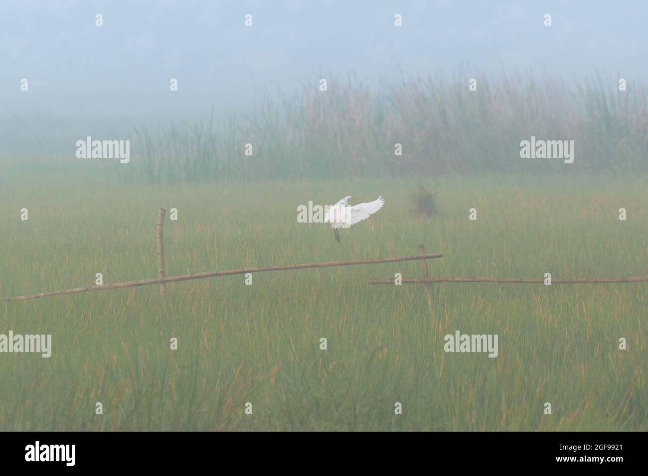 Kleiner Reiher (Egretta garzetta), der auf Gras landet - Wintermorgen in Kalkutta, Nebel über einem grünen Feld - neblige Landschaft mit launischen, subtilen Farben. Stockfoto