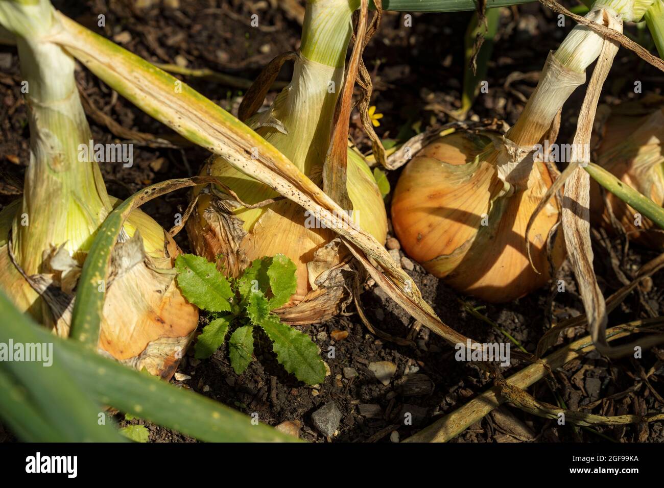 Nahaufnahme von Lebensmittelpflanzen-Porträt von faszinierenden britisch gezüchteten Zwiebeln - Shakespeare in einem Garten-Setting Stockfoto