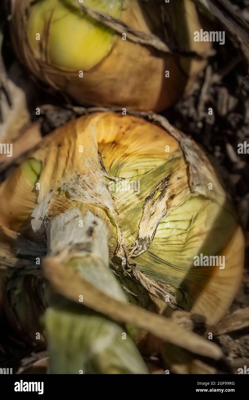 Nahaufnahme von Lebensmittelpflanzen-Porträt von faszinierenden britisch gezüchteten Zwiebeln - Shakespeare in einem Garten-Setting Stockfoto