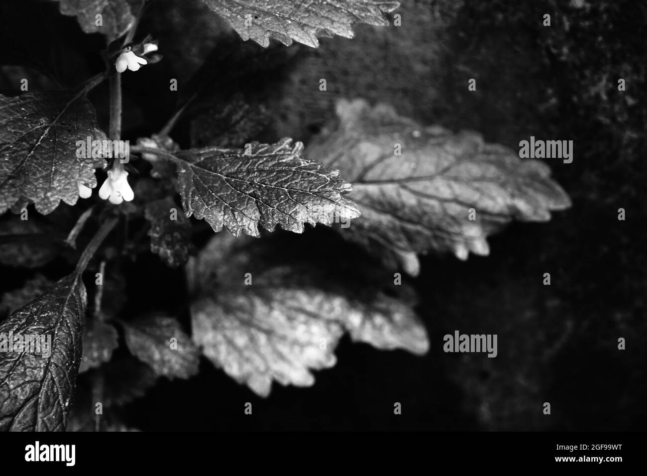 Schönes künstlerisches Bild von schwarzen und weißen Blättern mit schönen Texturen und Formen, indische Pflanzenblätter. Stockfoto