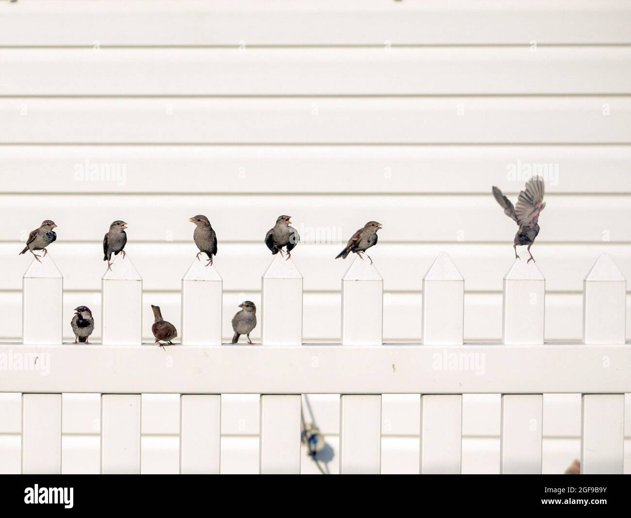 Vögel auf einem weißen Zaun Stockfoto