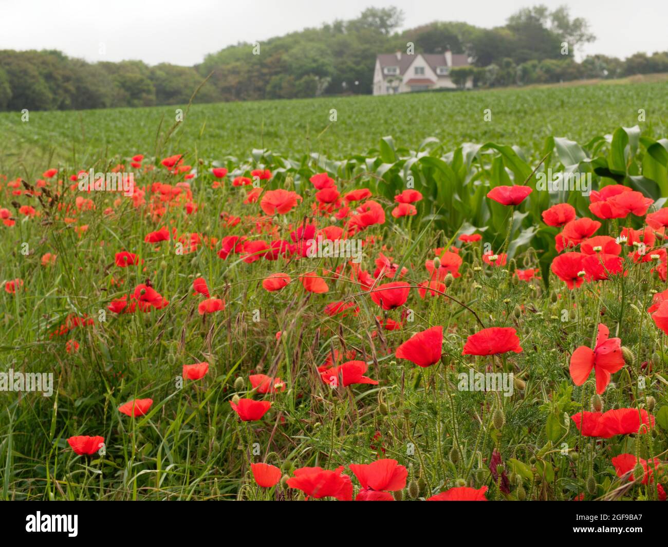 Coquelicots à Sainte-Marguerite-sur-Mer Stockfoto