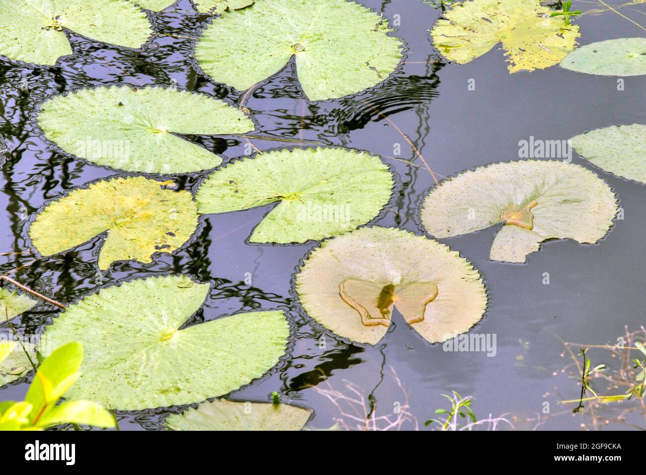 abstraktes Foto mit lotus- oder Seerosenblatt-Muster Stockfoto