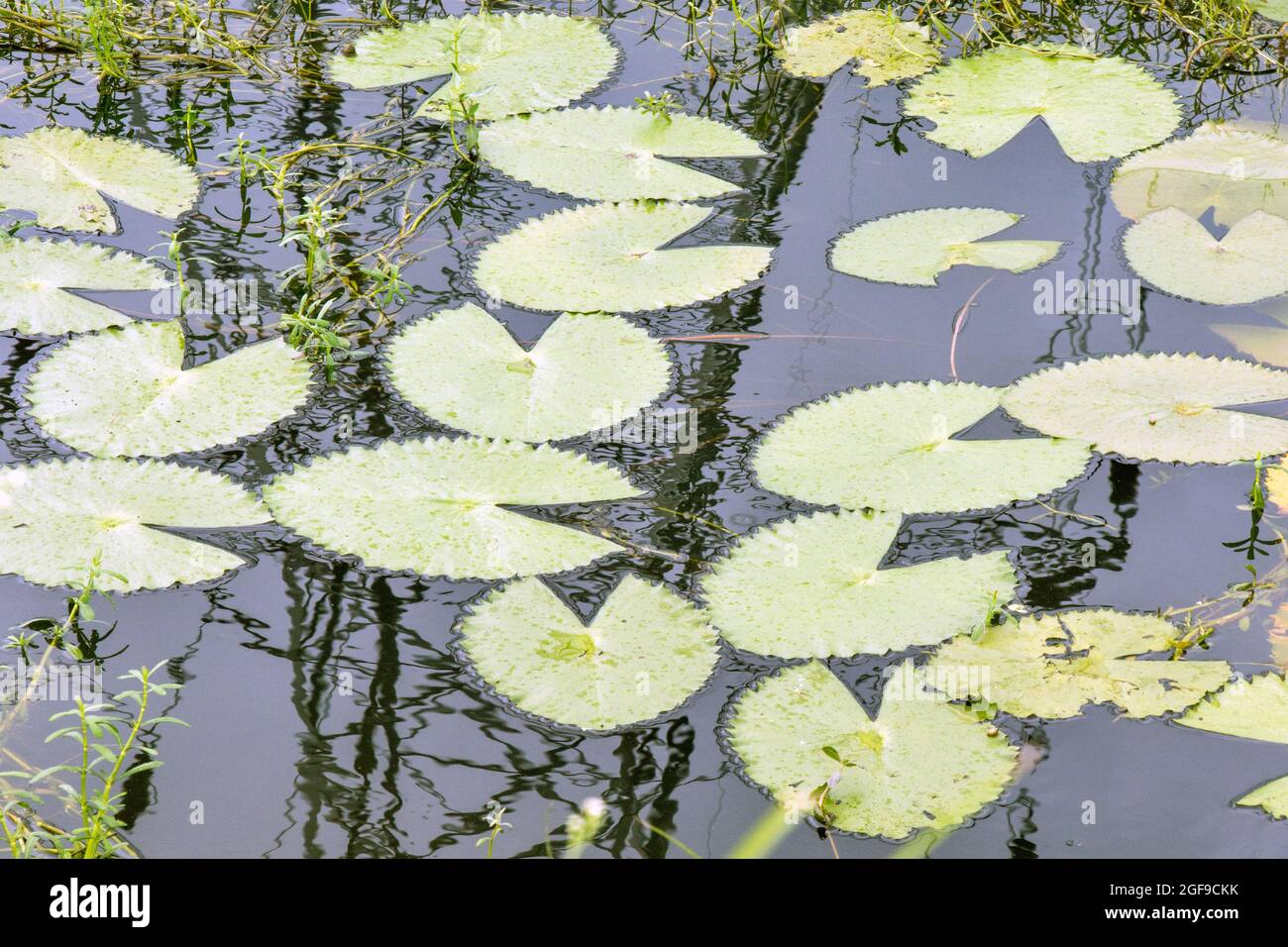 abstraktes Foto mit lotus- oder Seerosenblatt-Muster Stockfoto