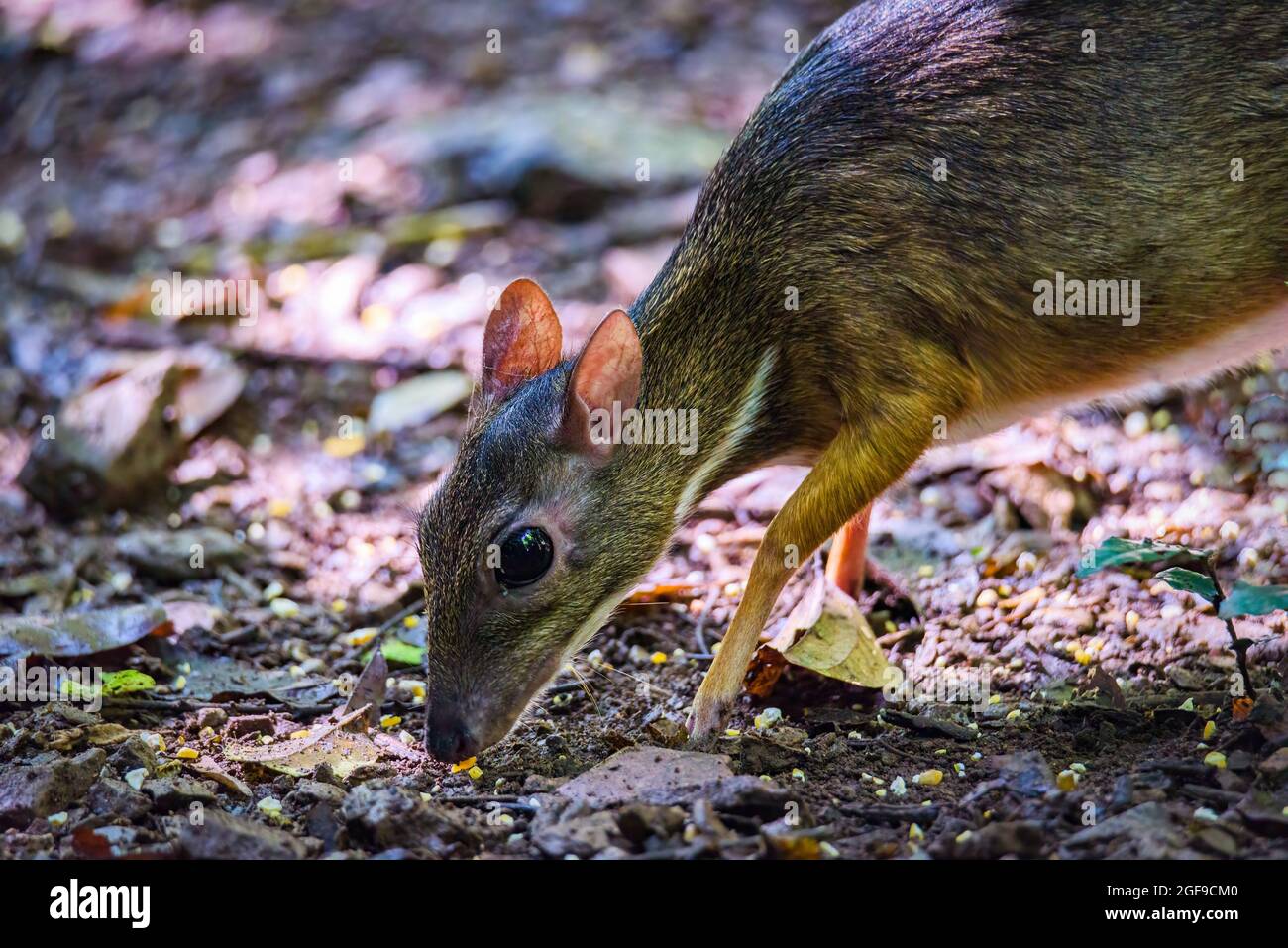 Kleiner Mäuse-Hirsch (Tragulus kanchil), der in echter Natur läuft Stockfoto