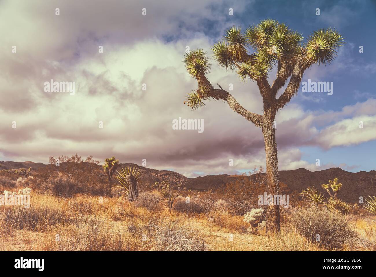 Eineiiger Joshua-Baum, Yucca brevifolia und die sich nähernden Stratocumulus-Wolken im Joshua Tree National Park, Kalifornien, USA, im Winter. Stockfoto