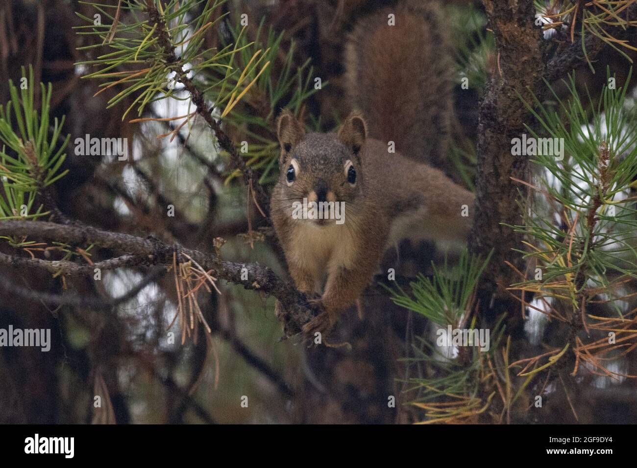 Graues Eichhörnchen auf einem Baum im Norden von British Columbia. Stockfoto