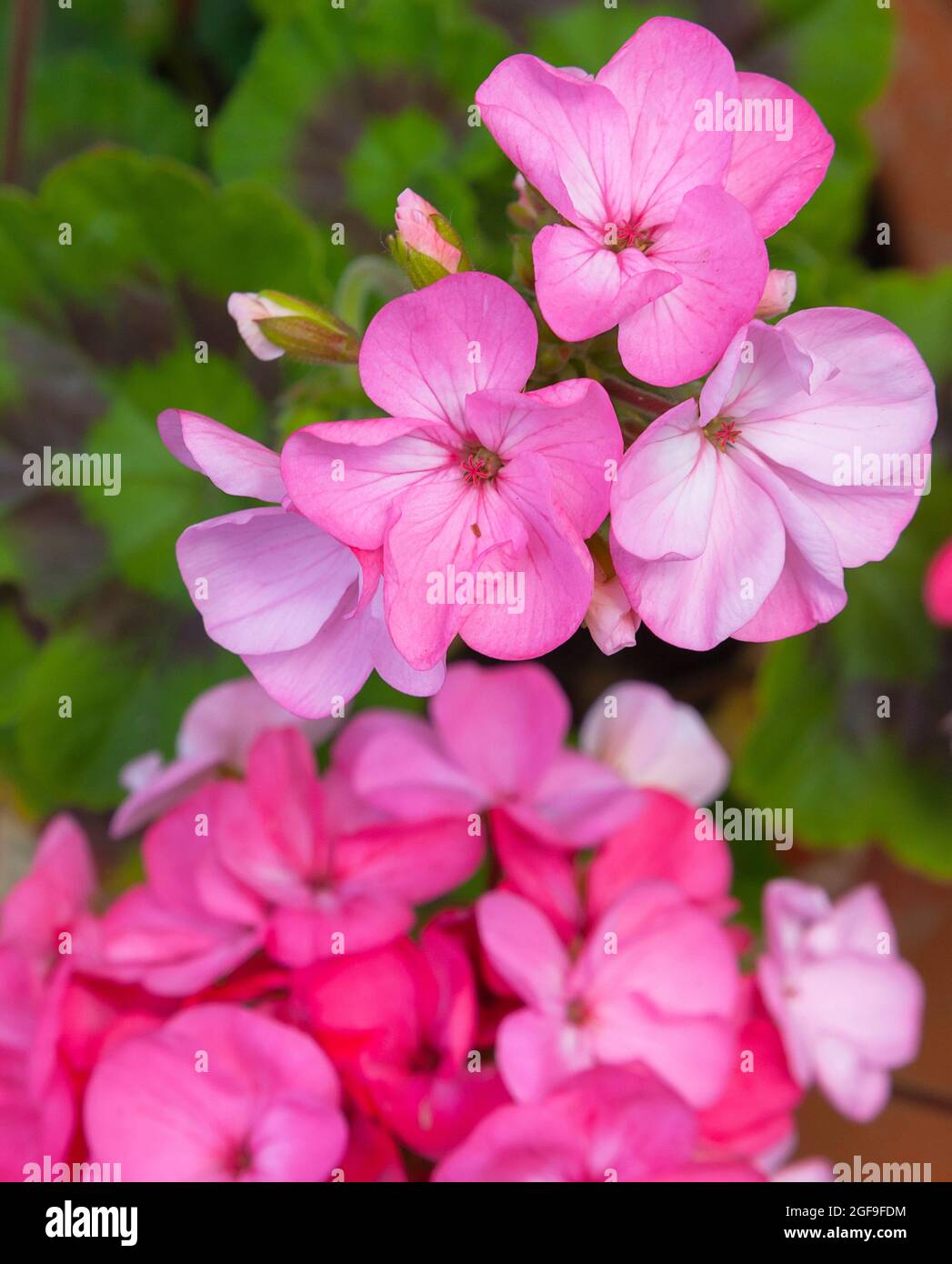 Flora, Blumen, rosa gefärbte Geranium, die im Garten wächst. Stockfoto