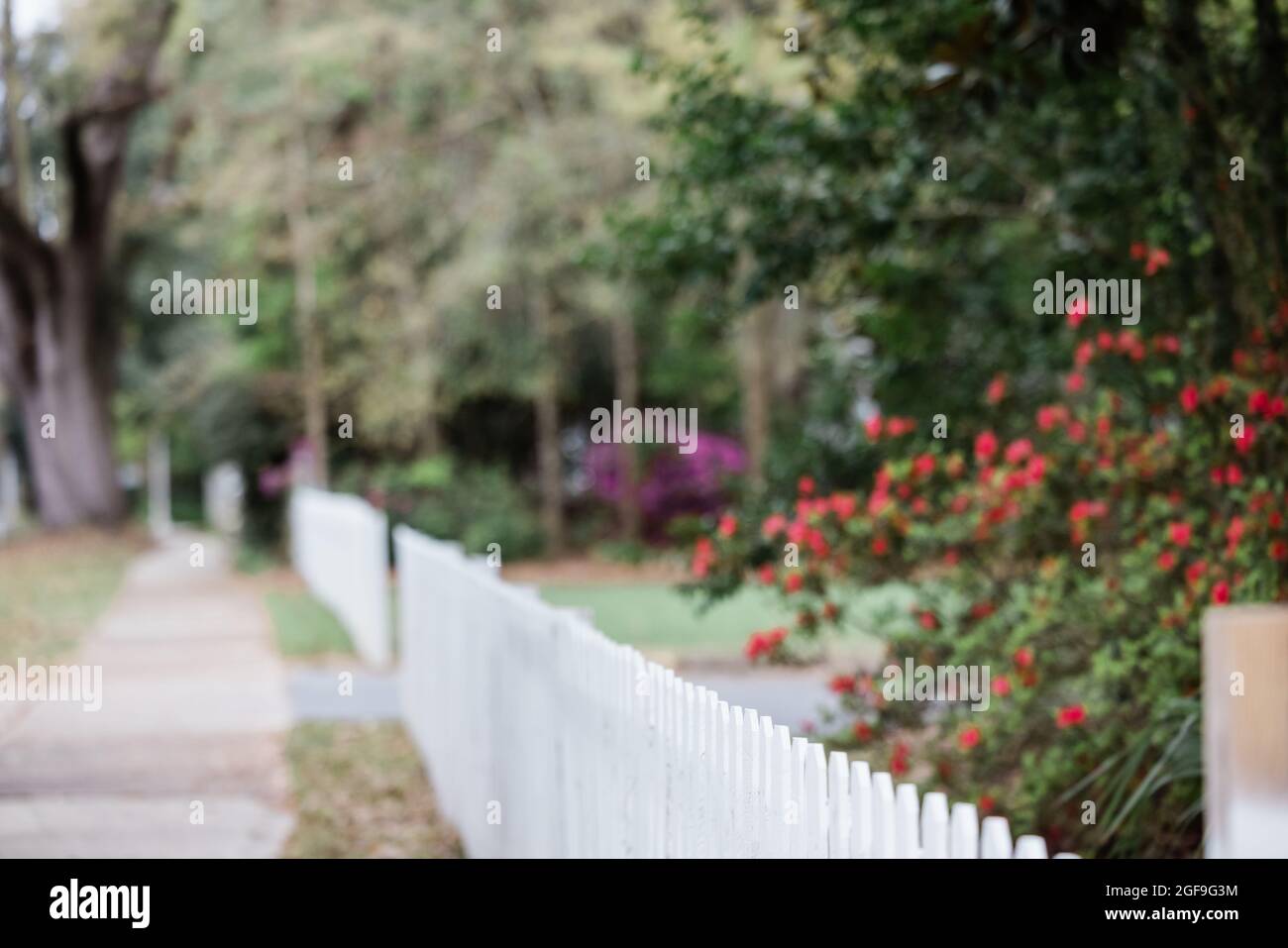 Ein weißer Zaun mit blühenden roten Blumensträuchern in der Nähe eines Bürgerwegs. Stockfoto