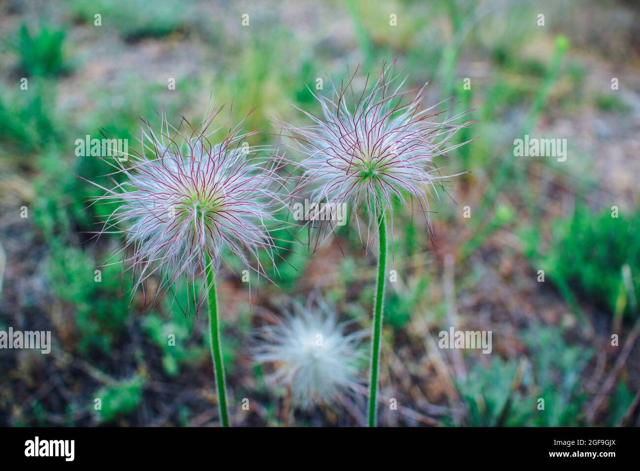 Alpine Anemone Früchte. Pulsatilla Alpine Pflanze, wächst auf der Wiese. Frühling Natur. Stockfoto